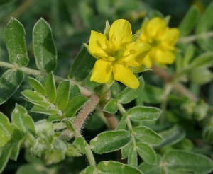 Tribulus Terrestris Benefits And Side Effects