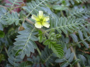 tribulus terrestris benefits and side effects
